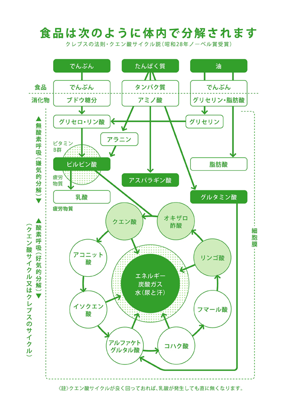 クレブスの法則・クエン酸サイクル説